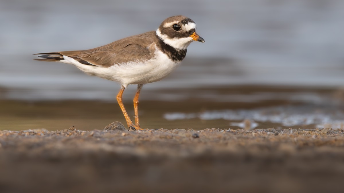 Common Ringed Plover - ML620131048