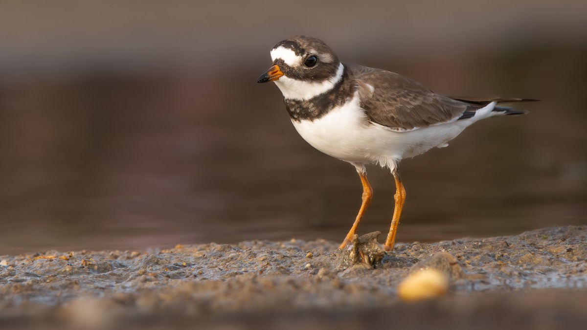 Common Ringed Plover - ML620131049