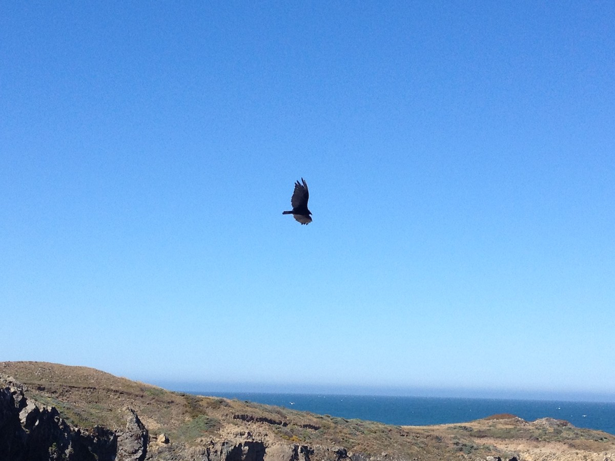 Turkey Vulture - ML620131050