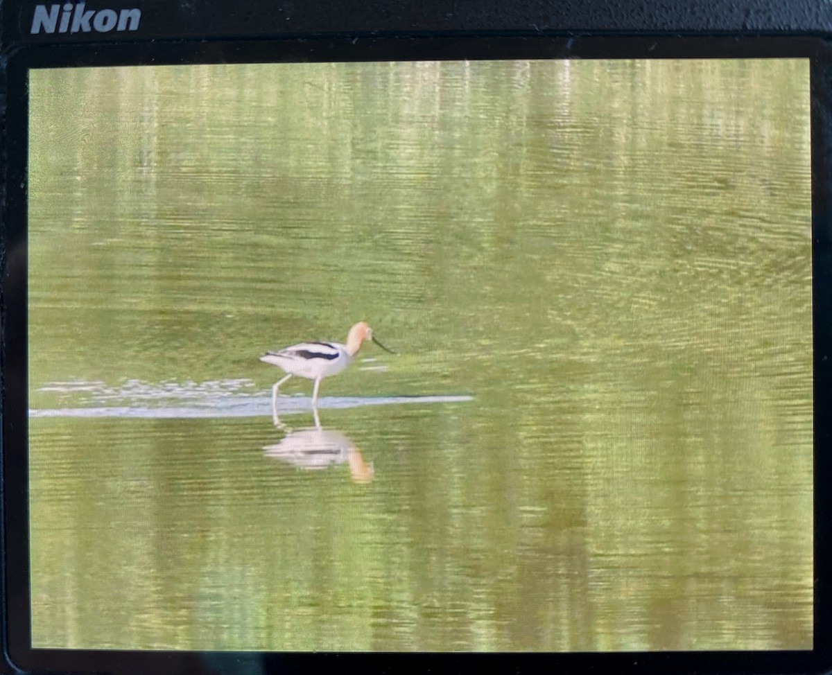 Avoceta Americana - ML620131052