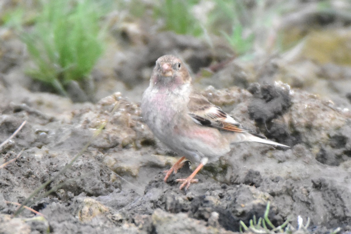 Mongolian Finch - ML620131053