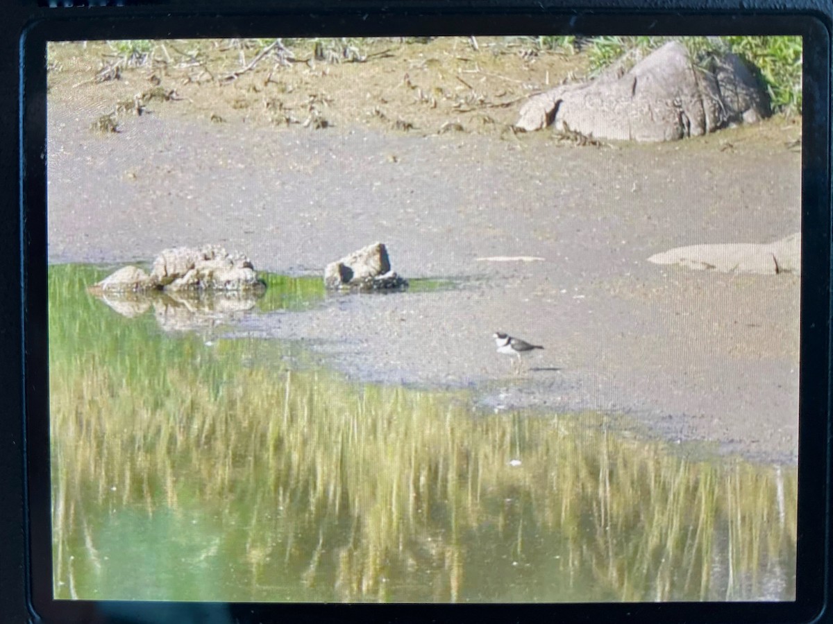 Semipalmated Plover - ML620131054