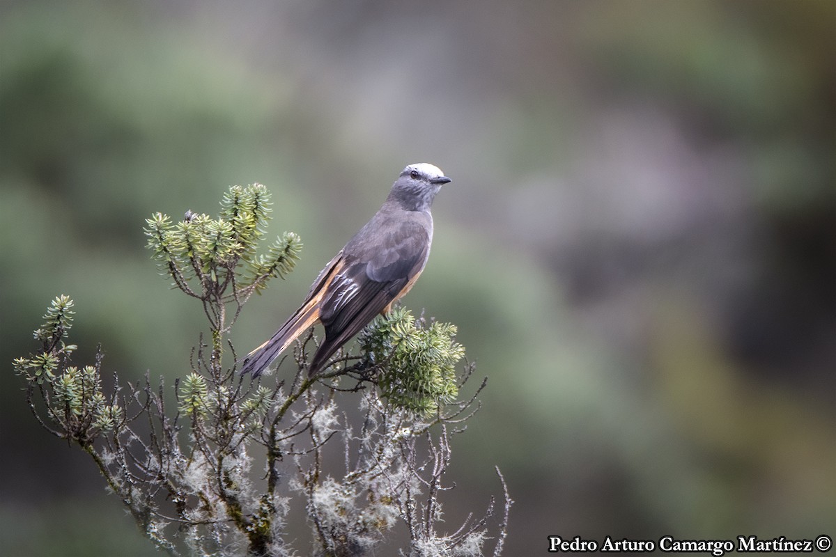 Red-rumped Bush-Tyrant - ML620131056