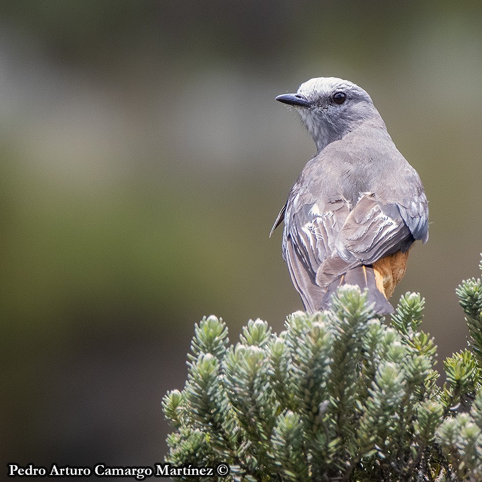 Red-rumped Bush-Tyrant - ML620131057