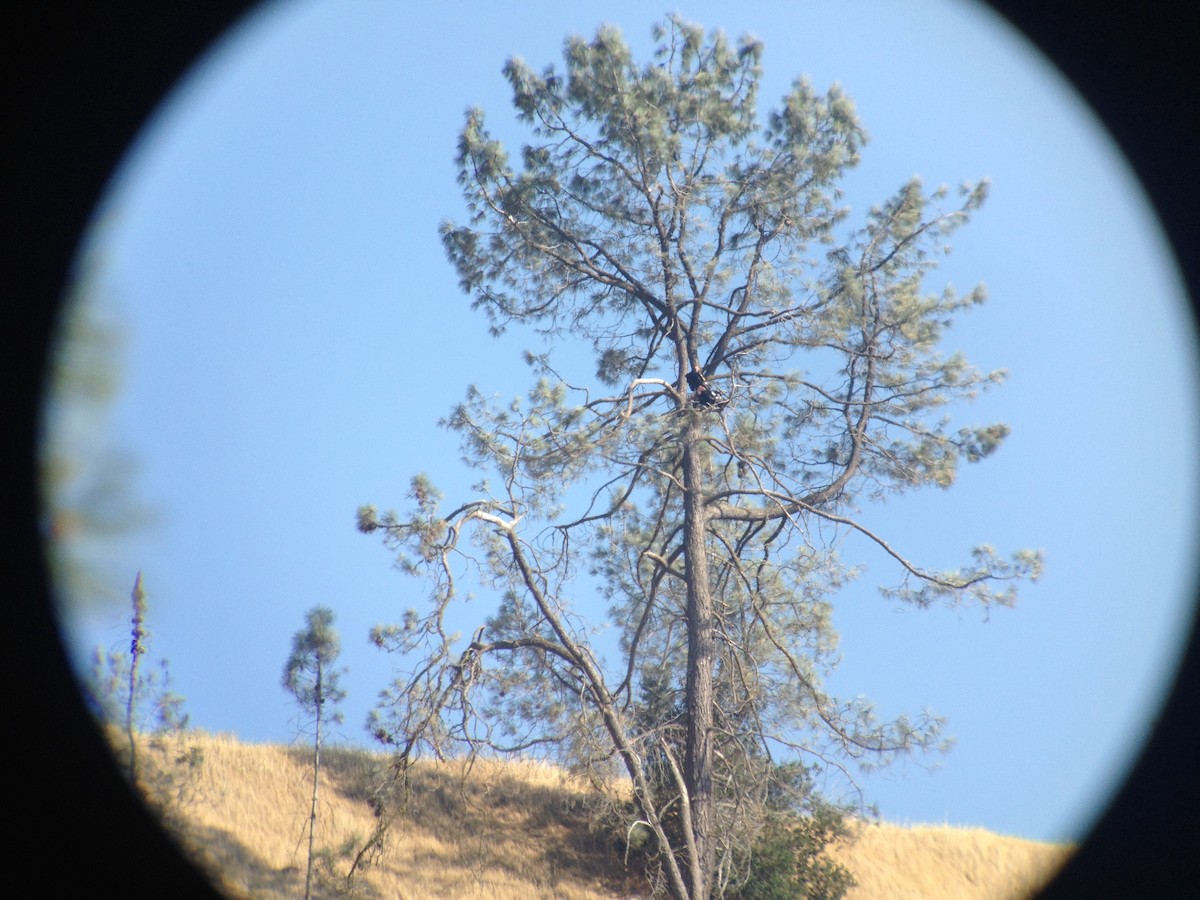 Condor de Californie - ML620131059