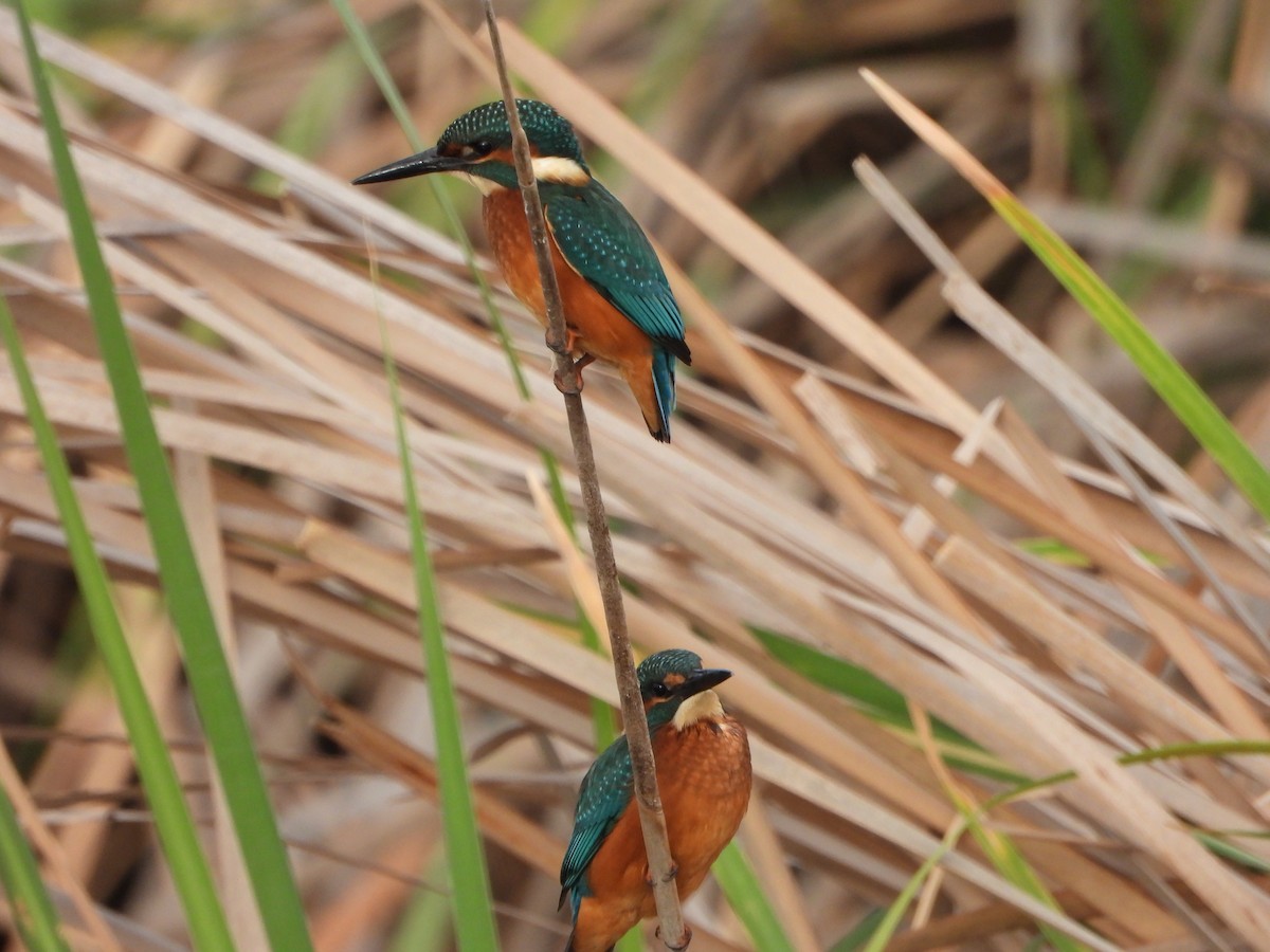 Common Kingfisher - Jose Luis Vinagre Gudiño