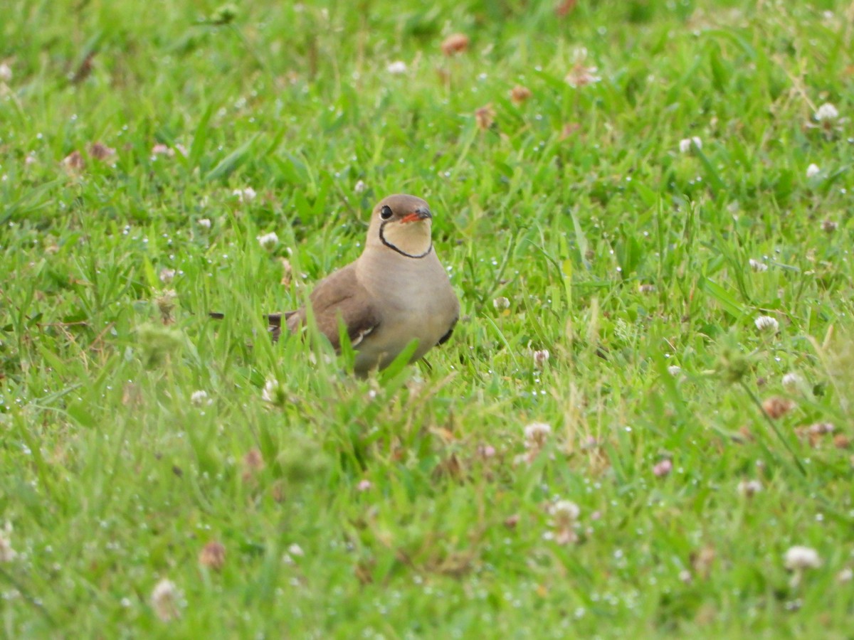 Rotflügel-Brachschwalbe - ML620131083