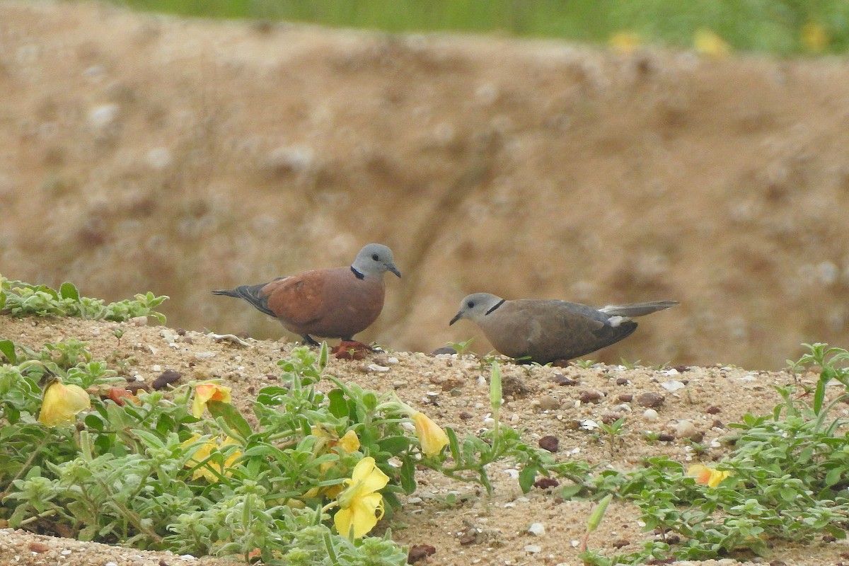 Red Collared-Dove - ML620131090