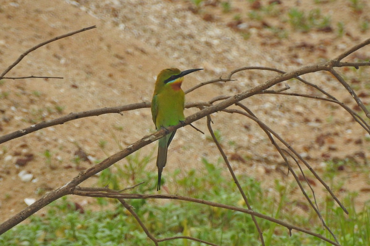 Blue-tailed Bee-eater - ML620131092