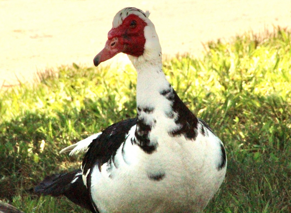 Muscovy Duck (Domestic type) - ML620131095