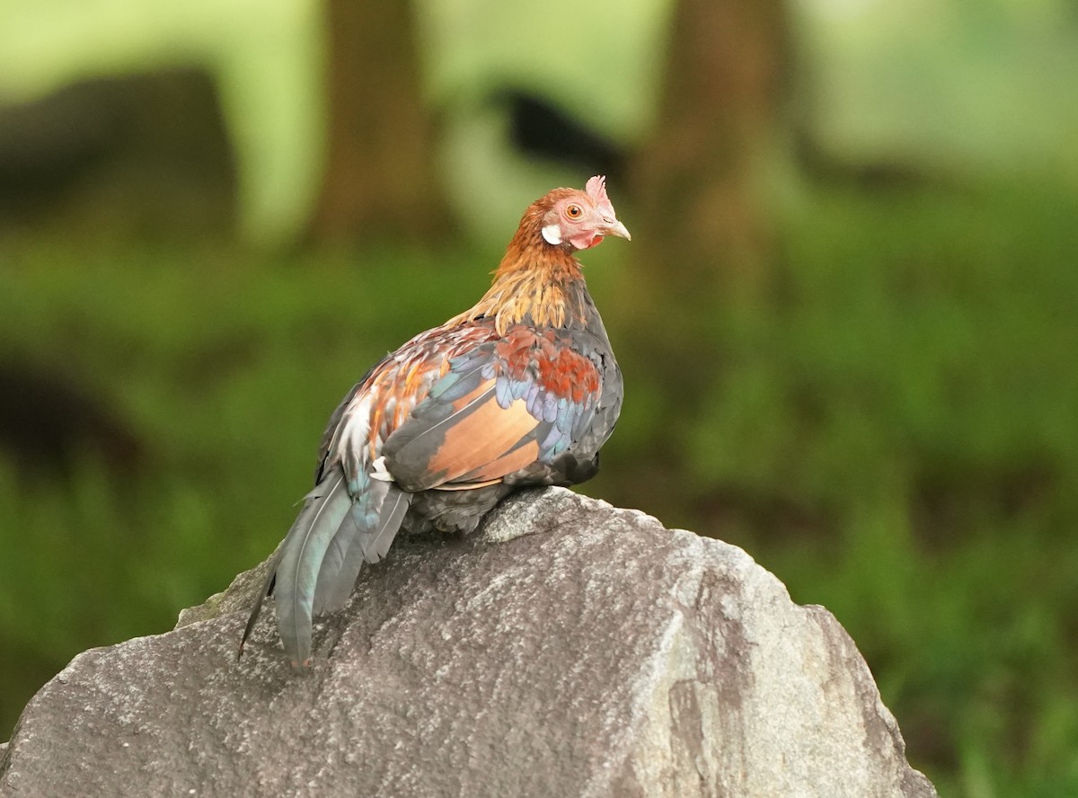 Red Junglefowl - ML620131105