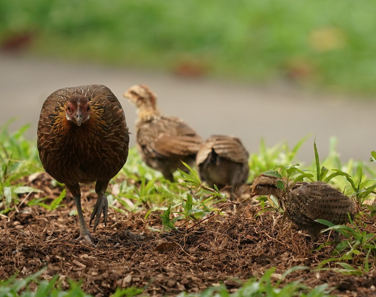 Red Junglefowl - ML620131107