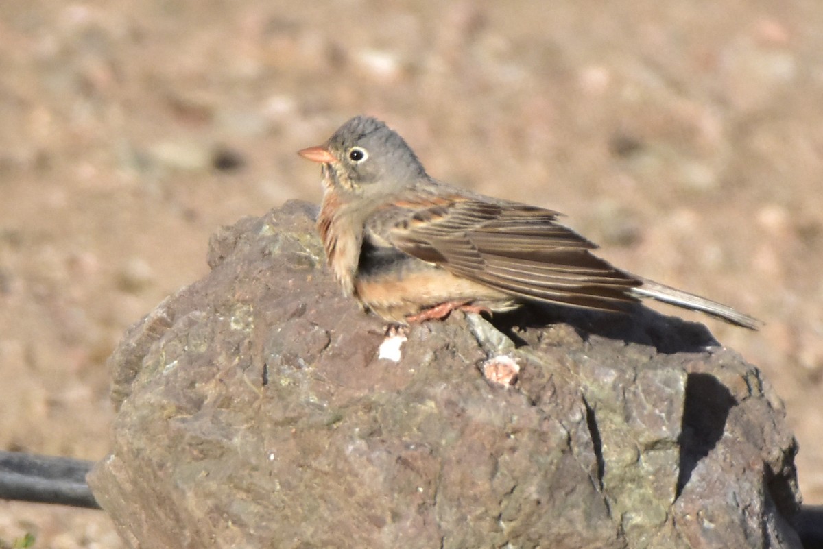 Gray-necked Bunting - ML620131108