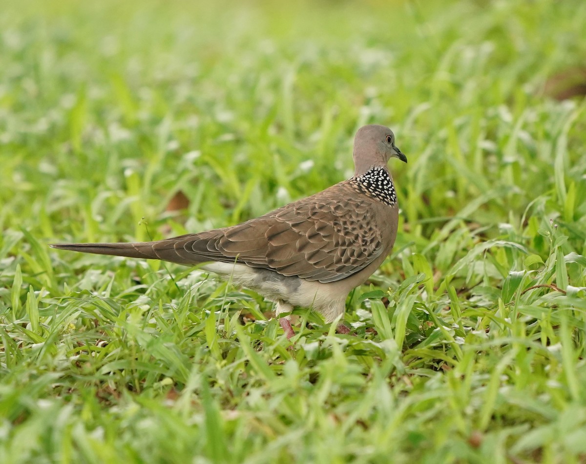 Spotted Dove - ML620131110