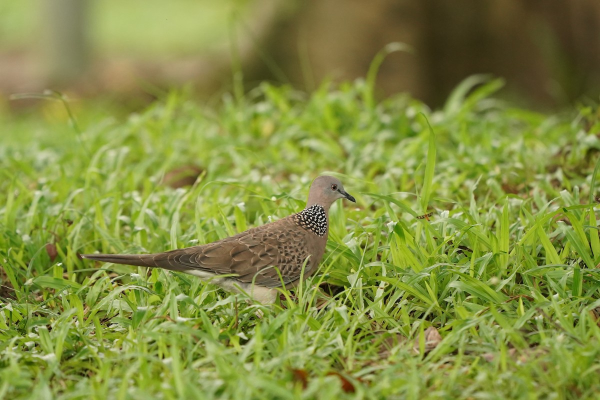 Spotted Dove - ML620131111