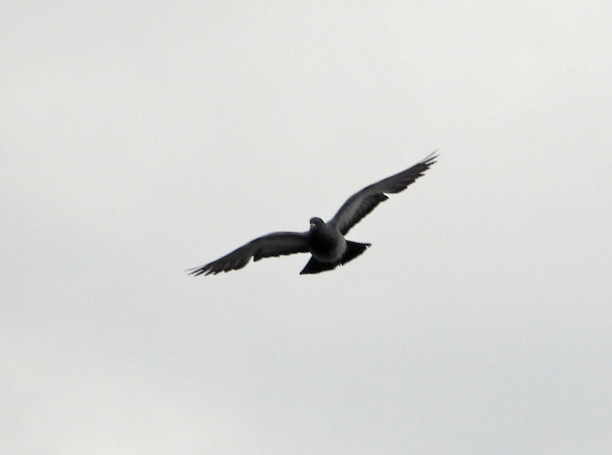 Rock Pigeon (Feral Pigeon) - ML620131112