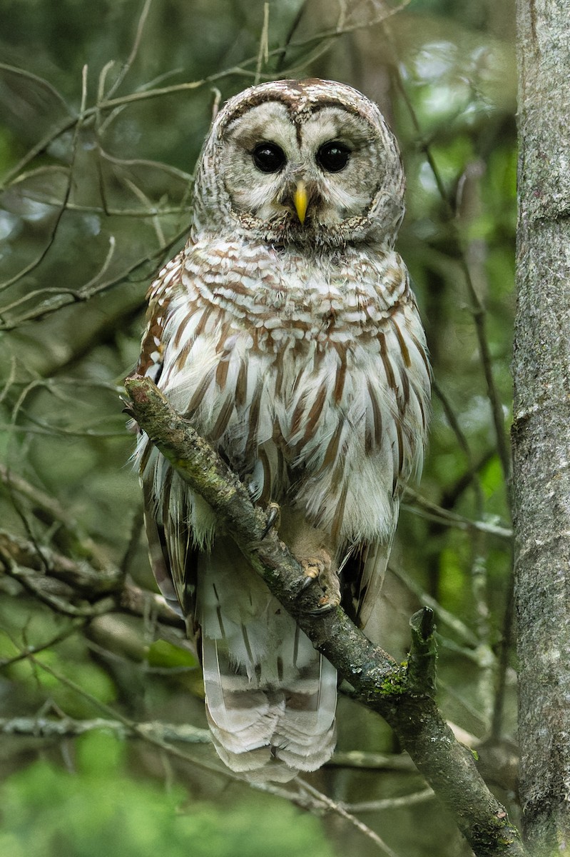 Barred Owl - ML620131116