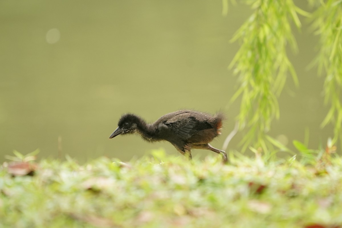 White-breasted Waterhen - ML620131121