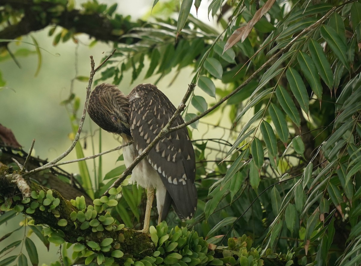 Black-crowned Night Heron - ML620131125