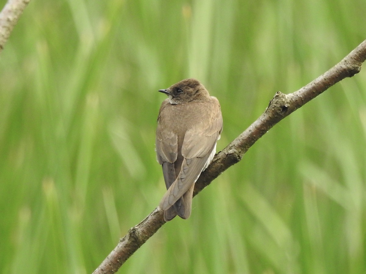 Northern Rough-winged Swallow - ML620131129
