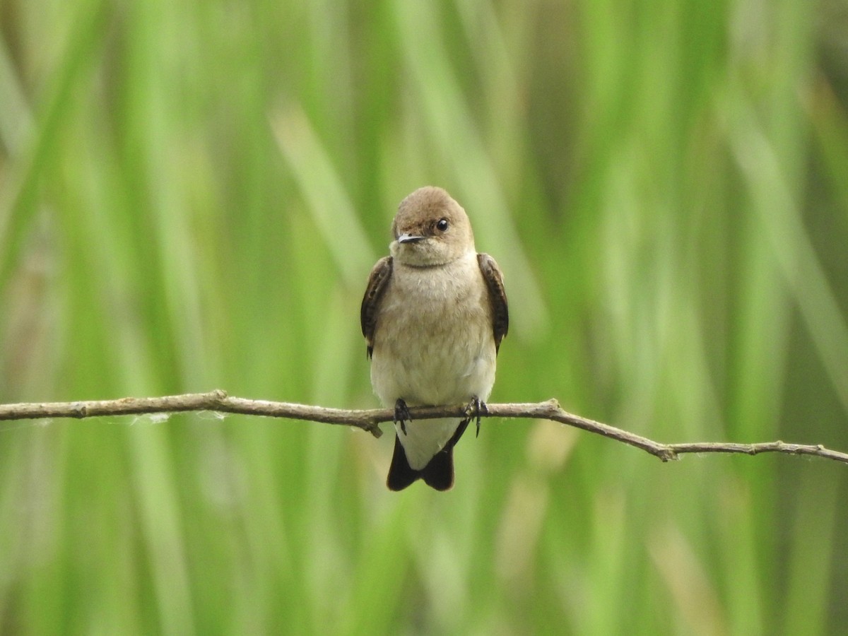 Northern Rough-winged Swallow - ML620131130