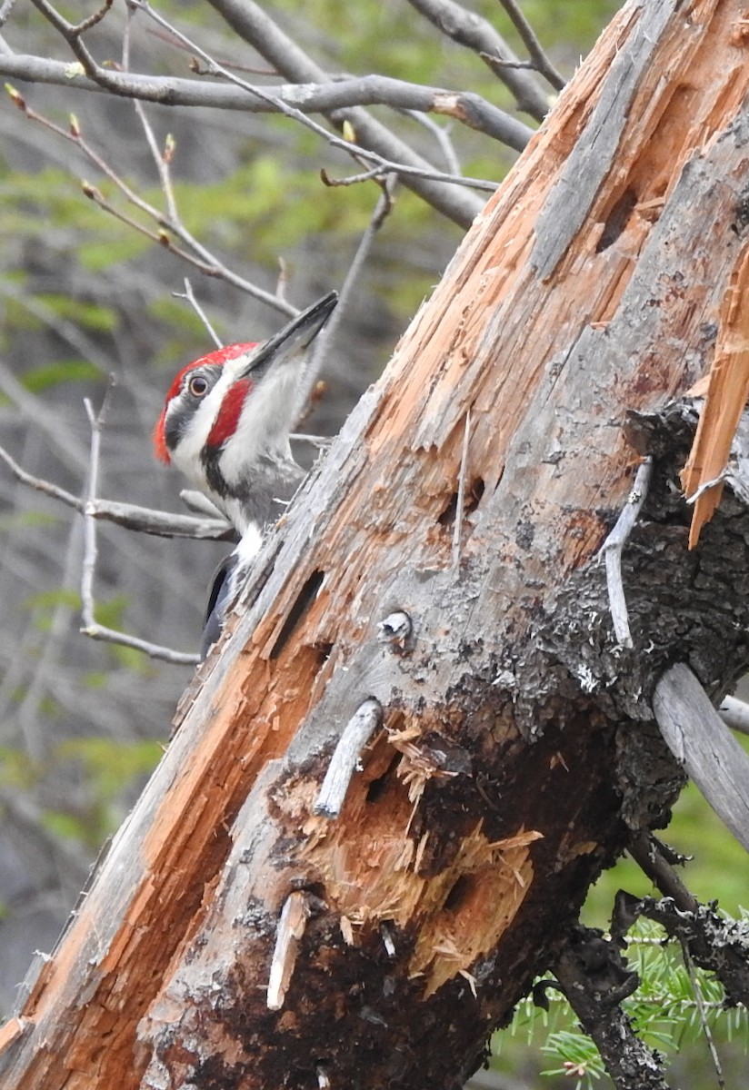 Pileated Woodpecker - ML620131134