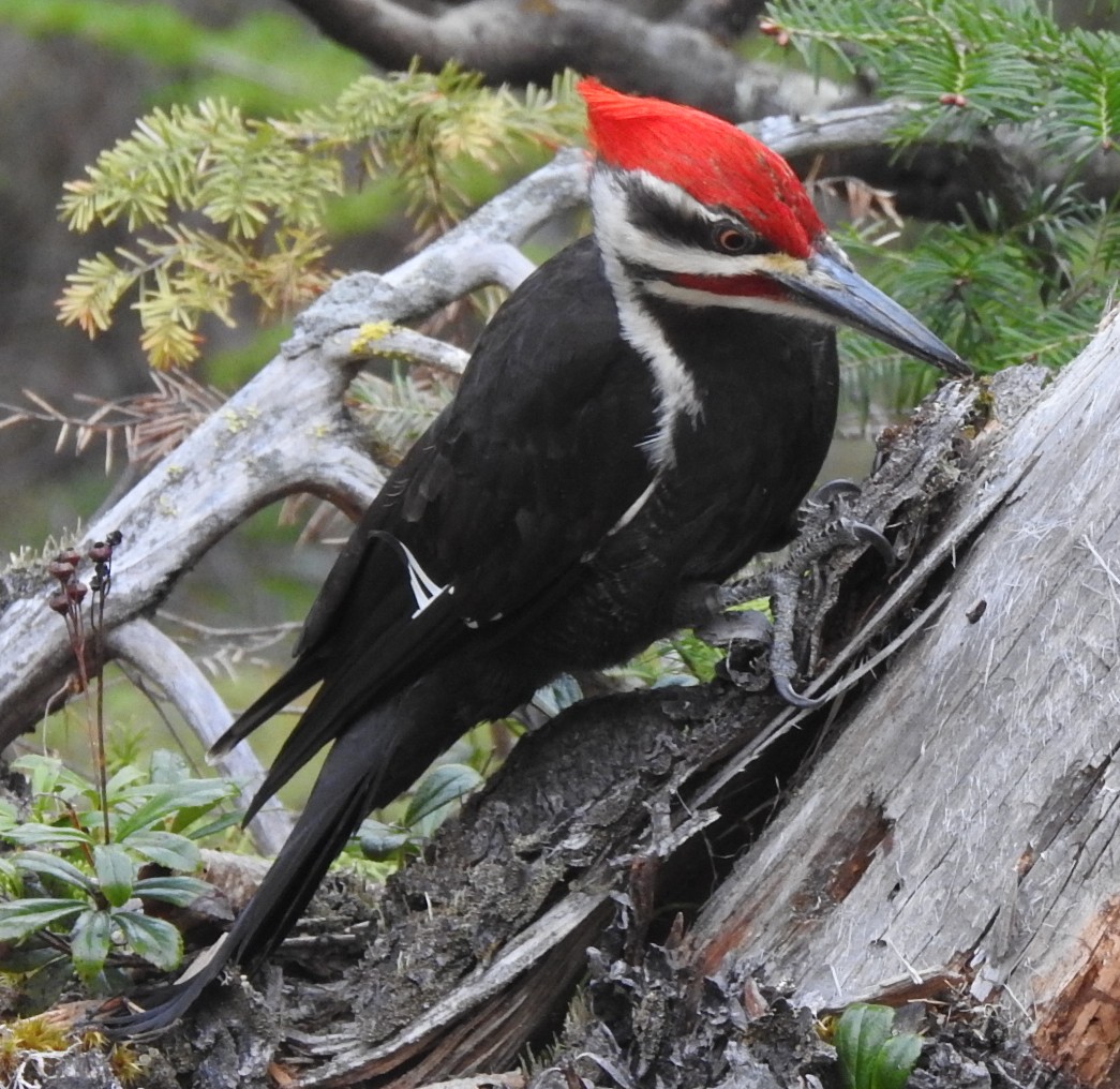 Pileated Woodpecker - ML620131139