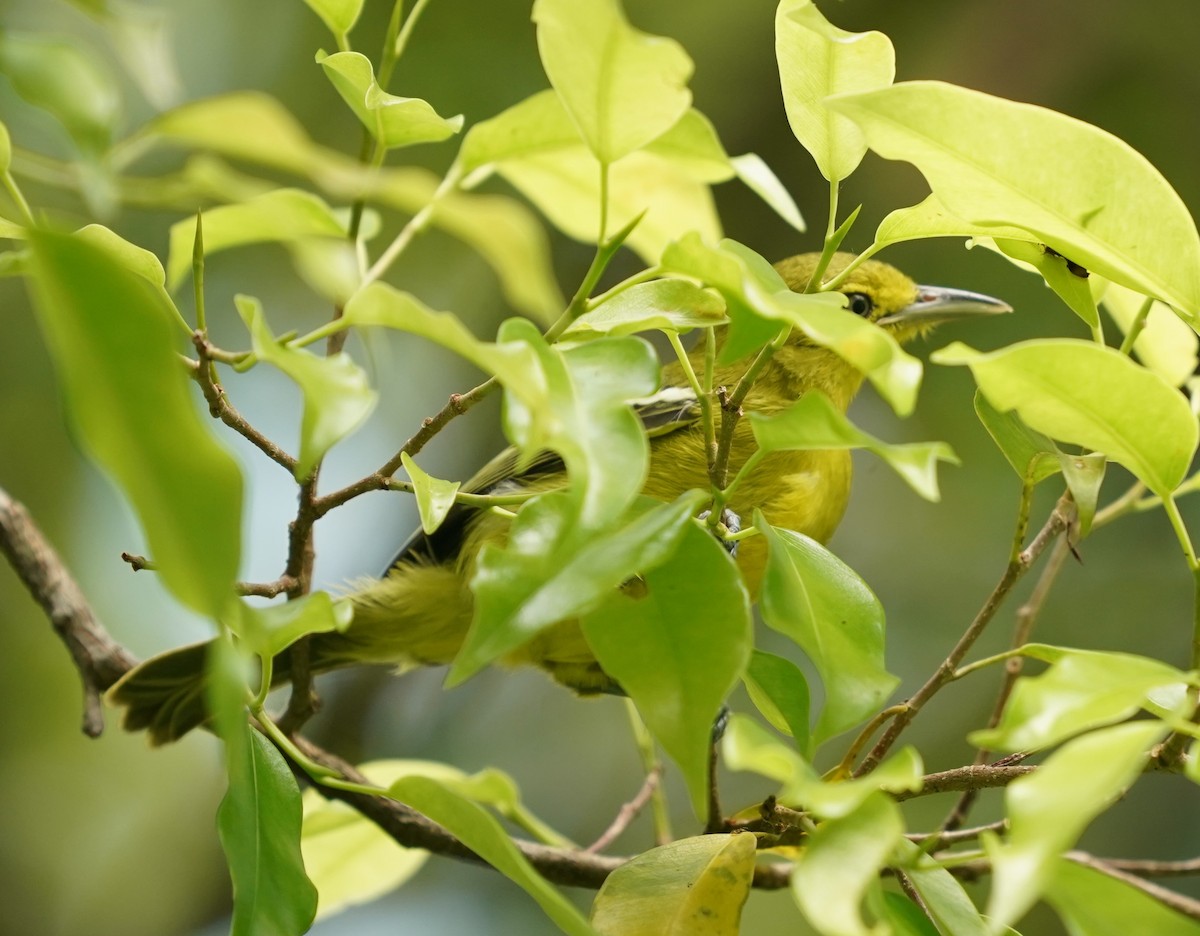 Common Iora - ML620131141