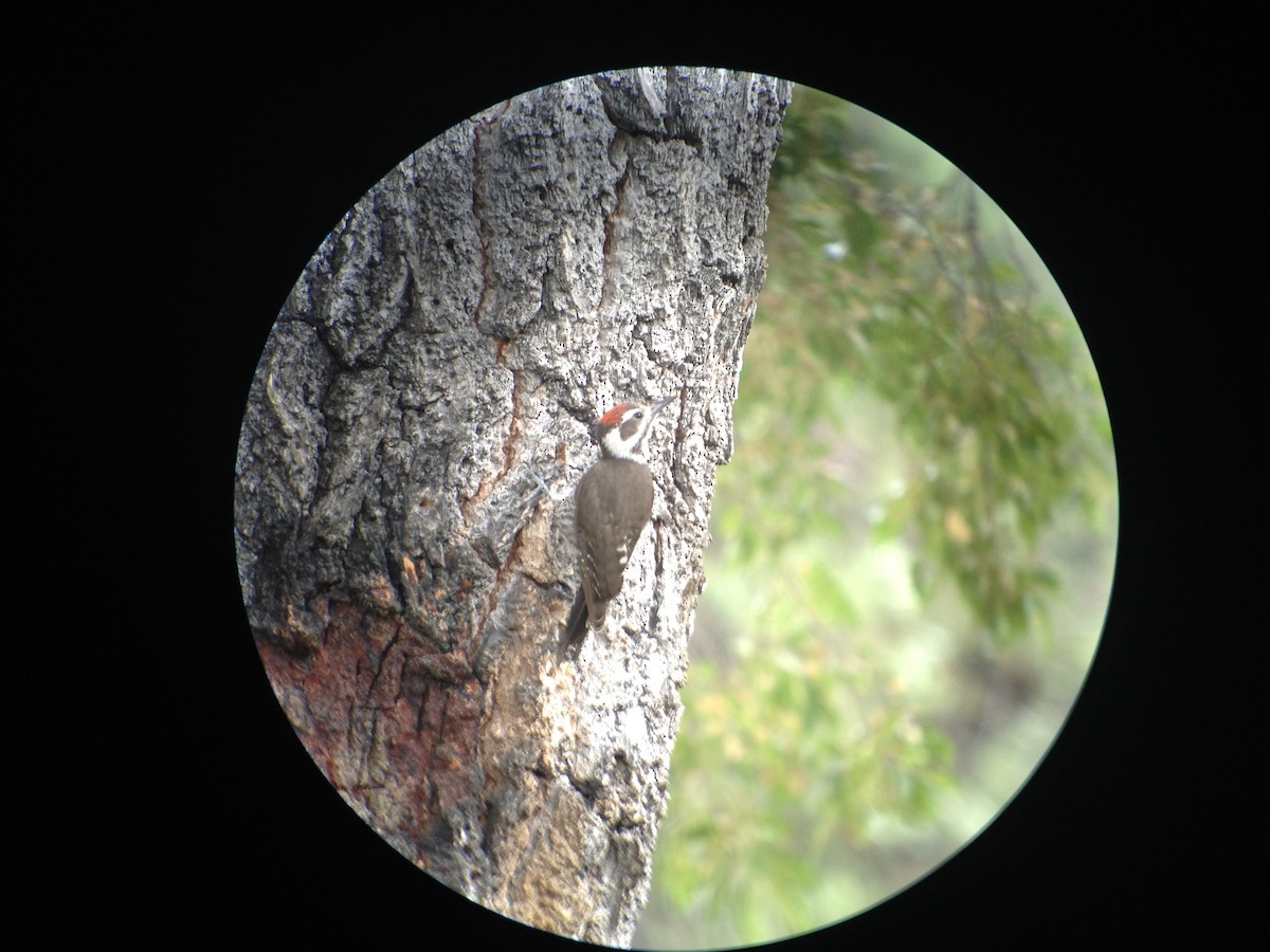 Arizona Woodpecker - ML620131143