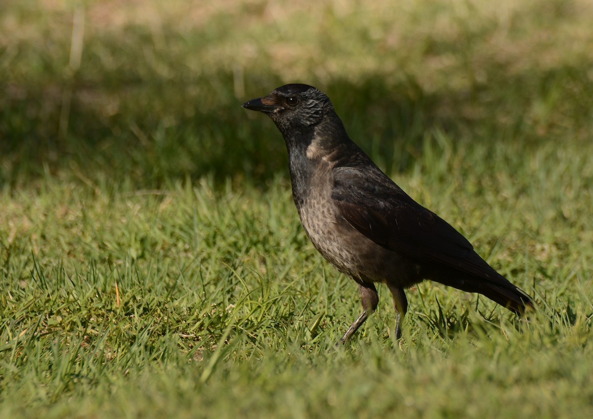 Daurian Jackdaw - ML620131146