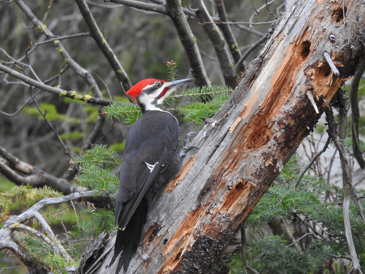 Pileated Woodpecker - ML620131158