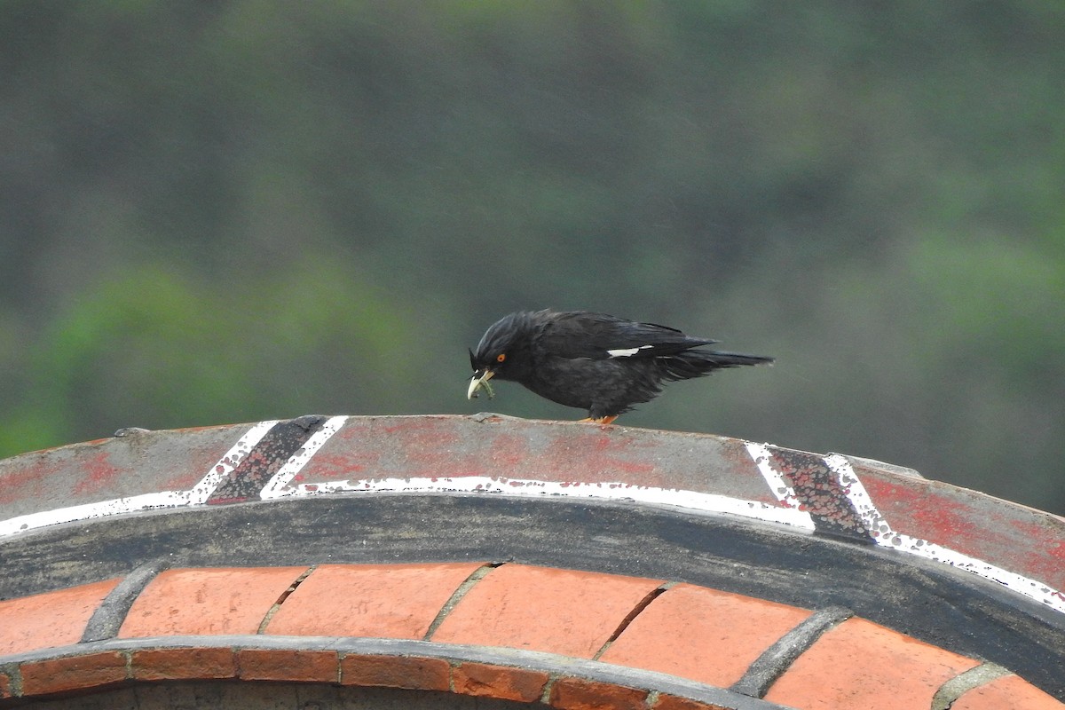 Crested Myna - ML620131161