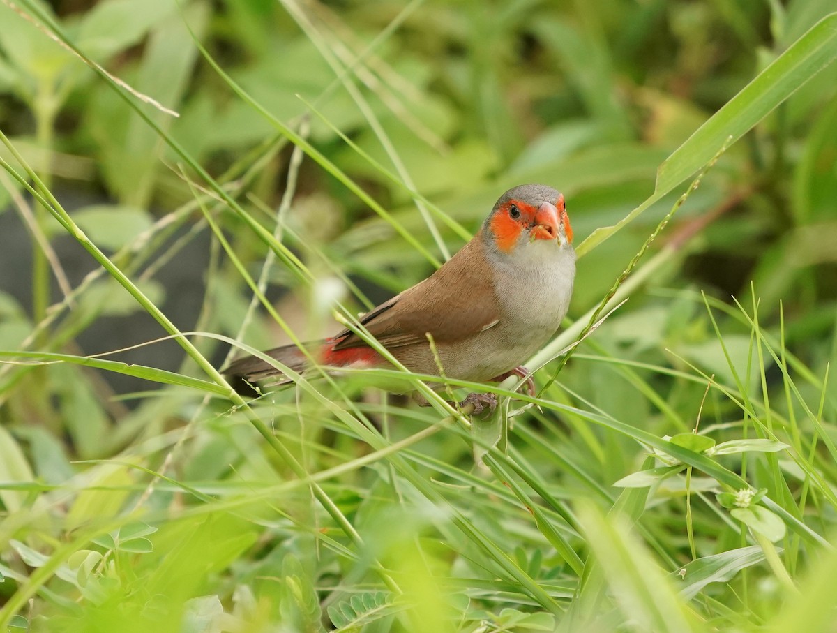 Orange-cheeked Waxbill - ML620131167