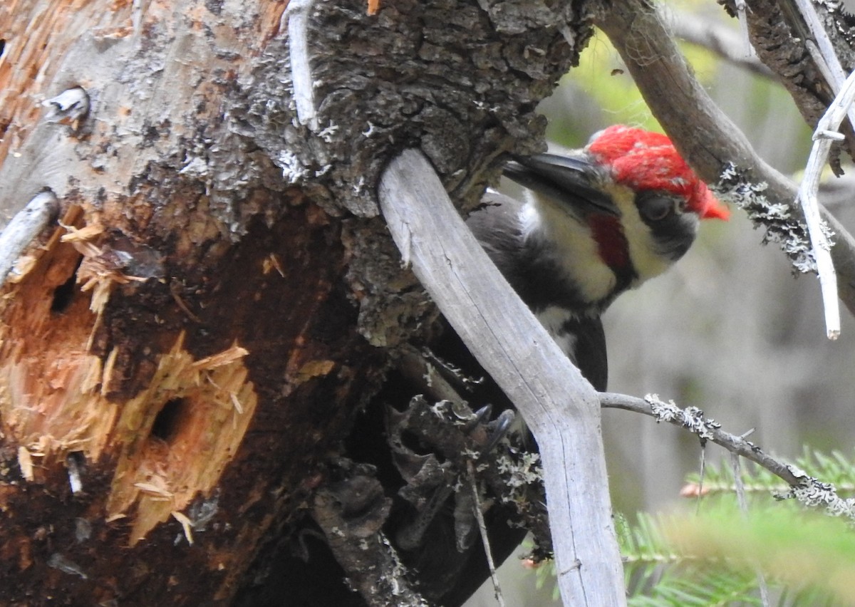 Pileated Woodpecker - ML620131176