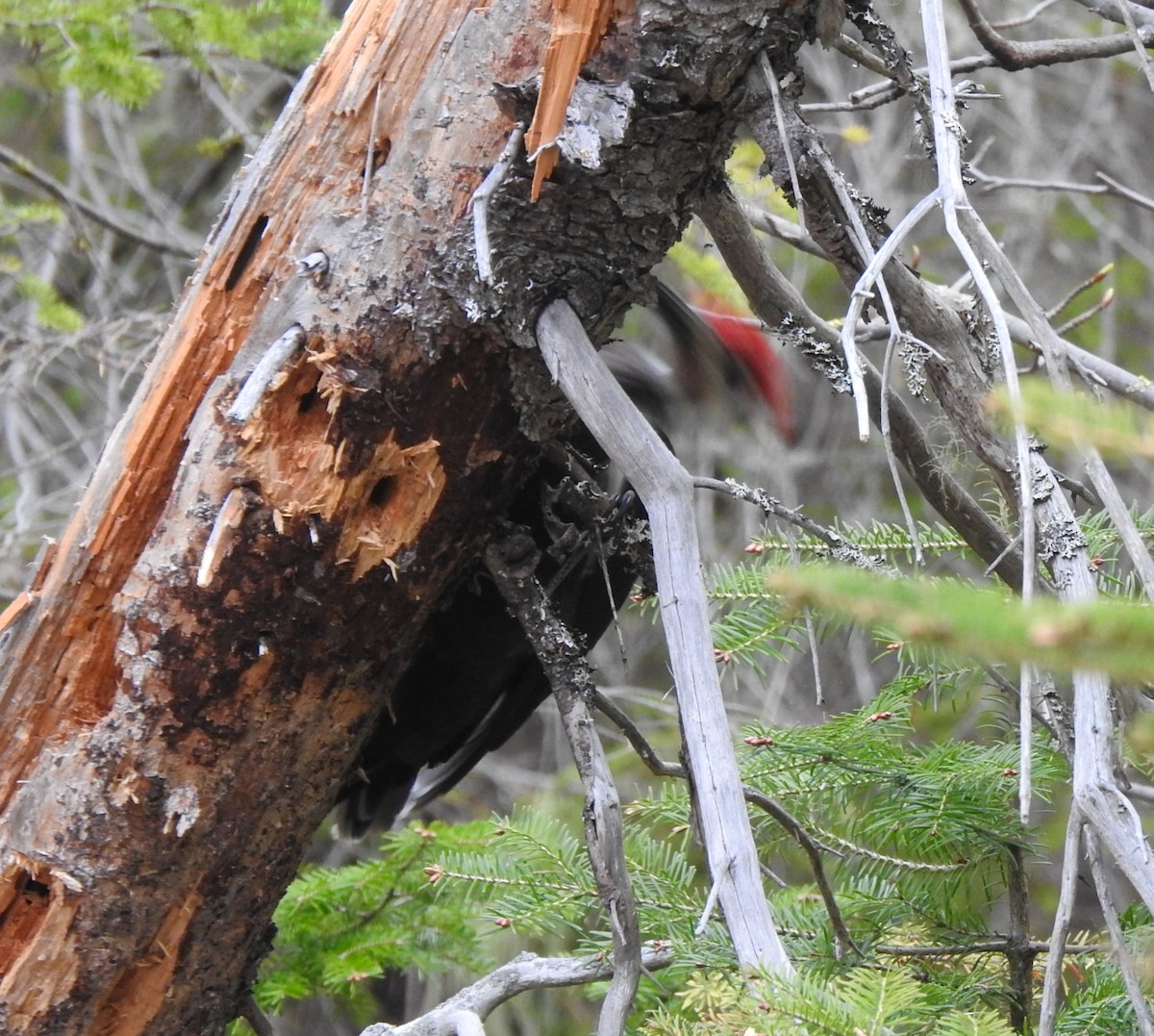 Pileated Woodpecker - ML620131180