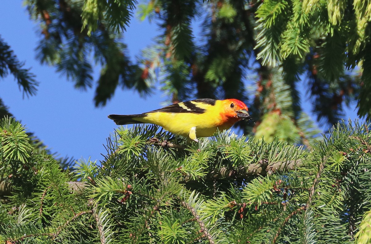Western Tanager - ML620131183