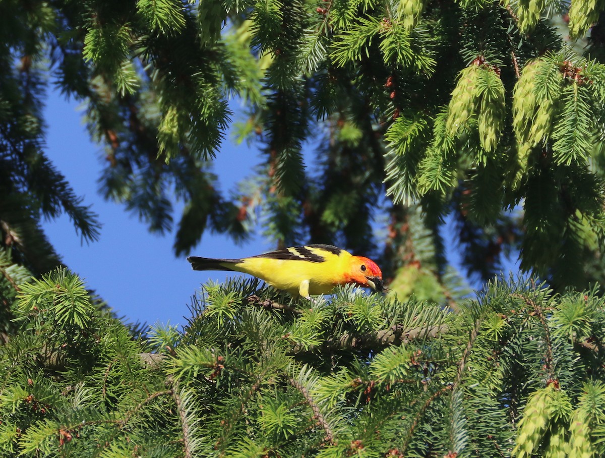 Western Tanager - ML620131184