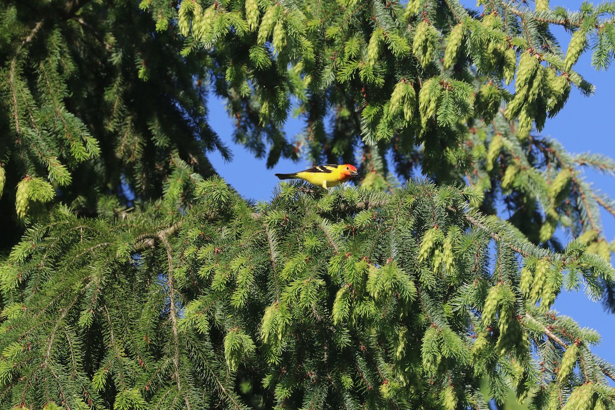 Western Tanager - ML620131186
