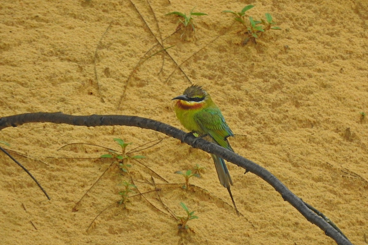 Blue-tailed Bee-eater - ML620131189