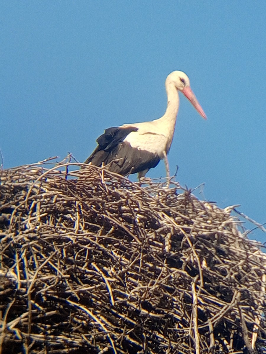 White Stork - ML620131196