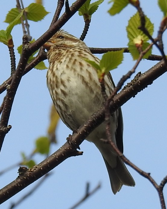 Purple Finch - ML620131198