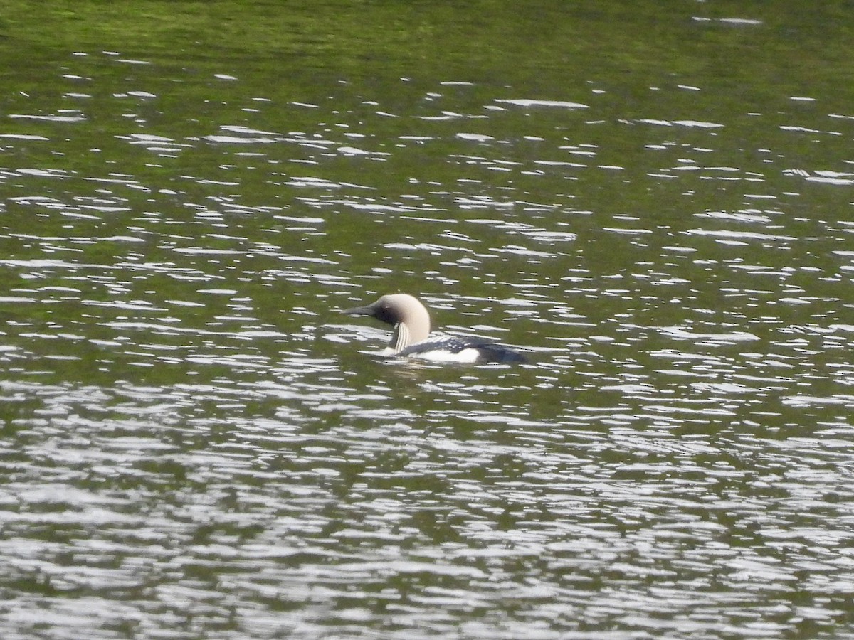 Arctic Loon - ML620131206