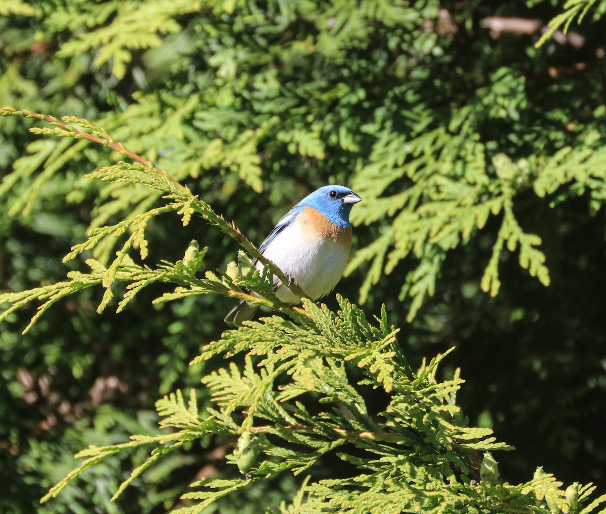 Lazuli Bunting - ML620131208