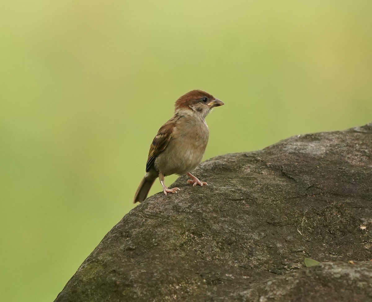 Eurasian Tree Sparrow - ML620131217