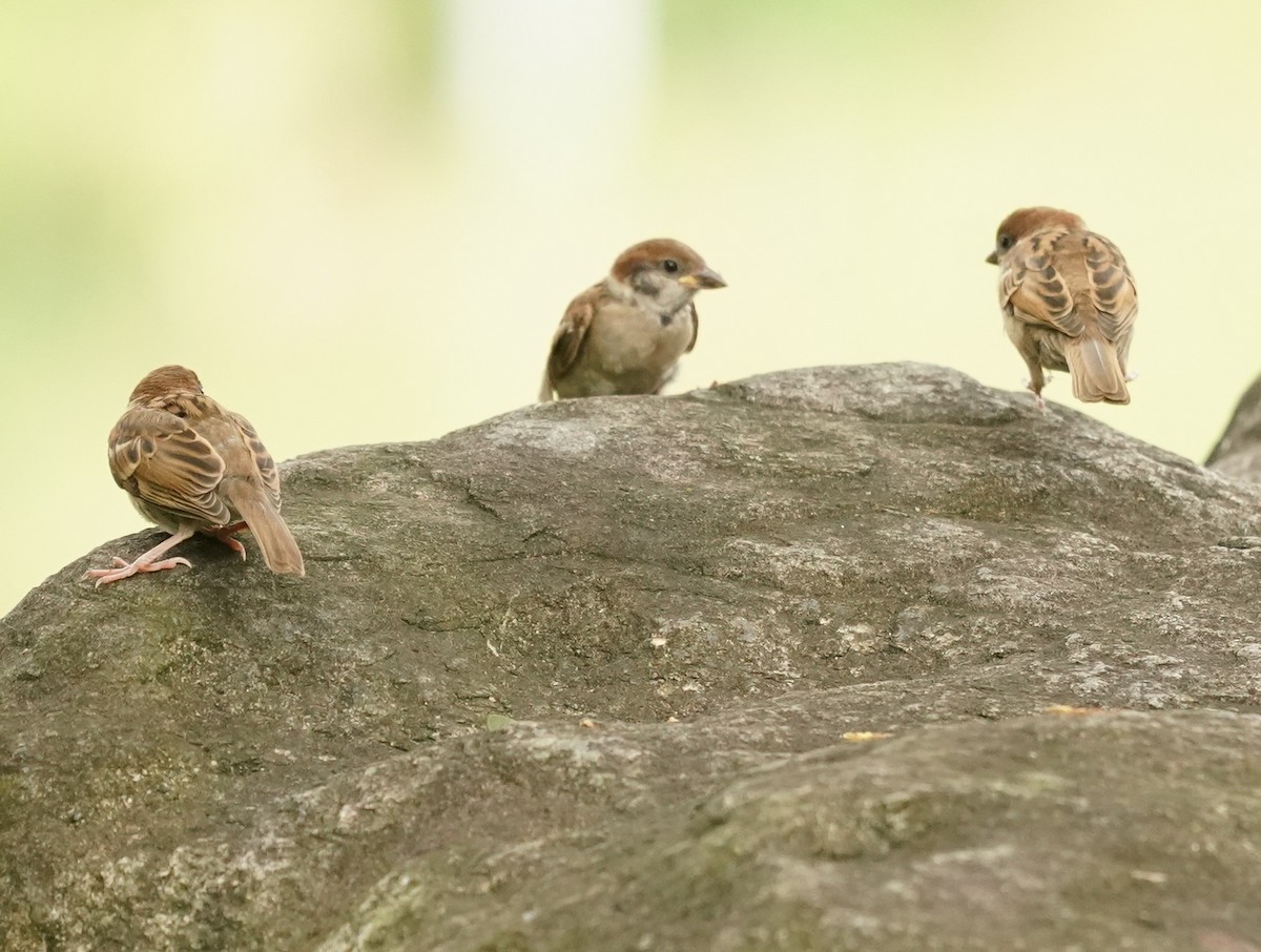 Eurasian Tree Sparrow - ML620131218