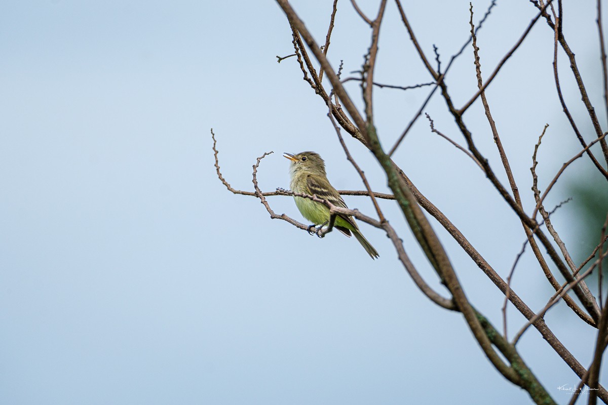 Willow Flycatcher - ML620131223