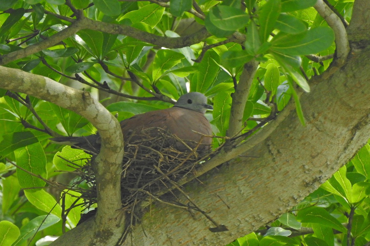 Red Collared-Dove - ML620131248