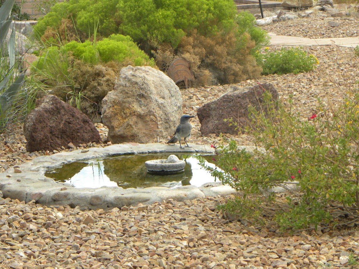 Mexican Jay - ML620131254