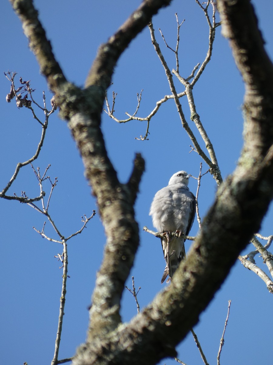 Mississippi Kite - ML620131258