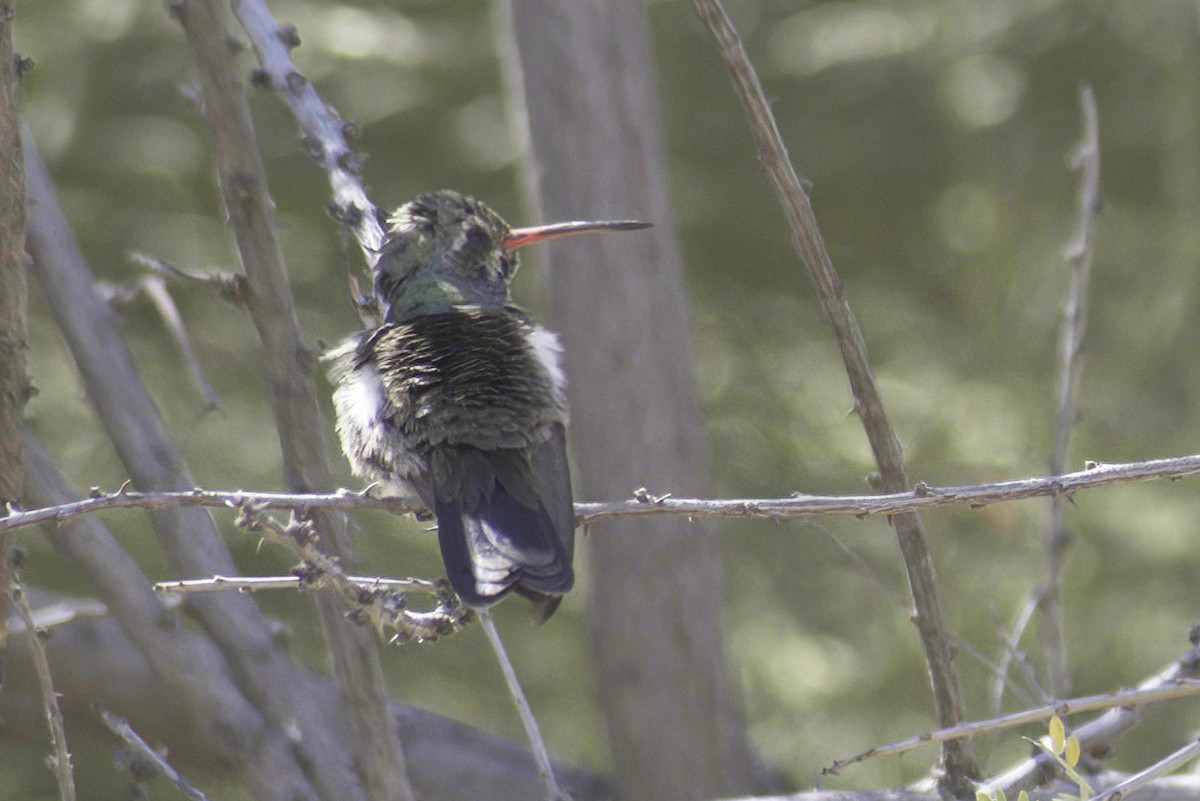 Broad-billed Hummingbird - ML620131263